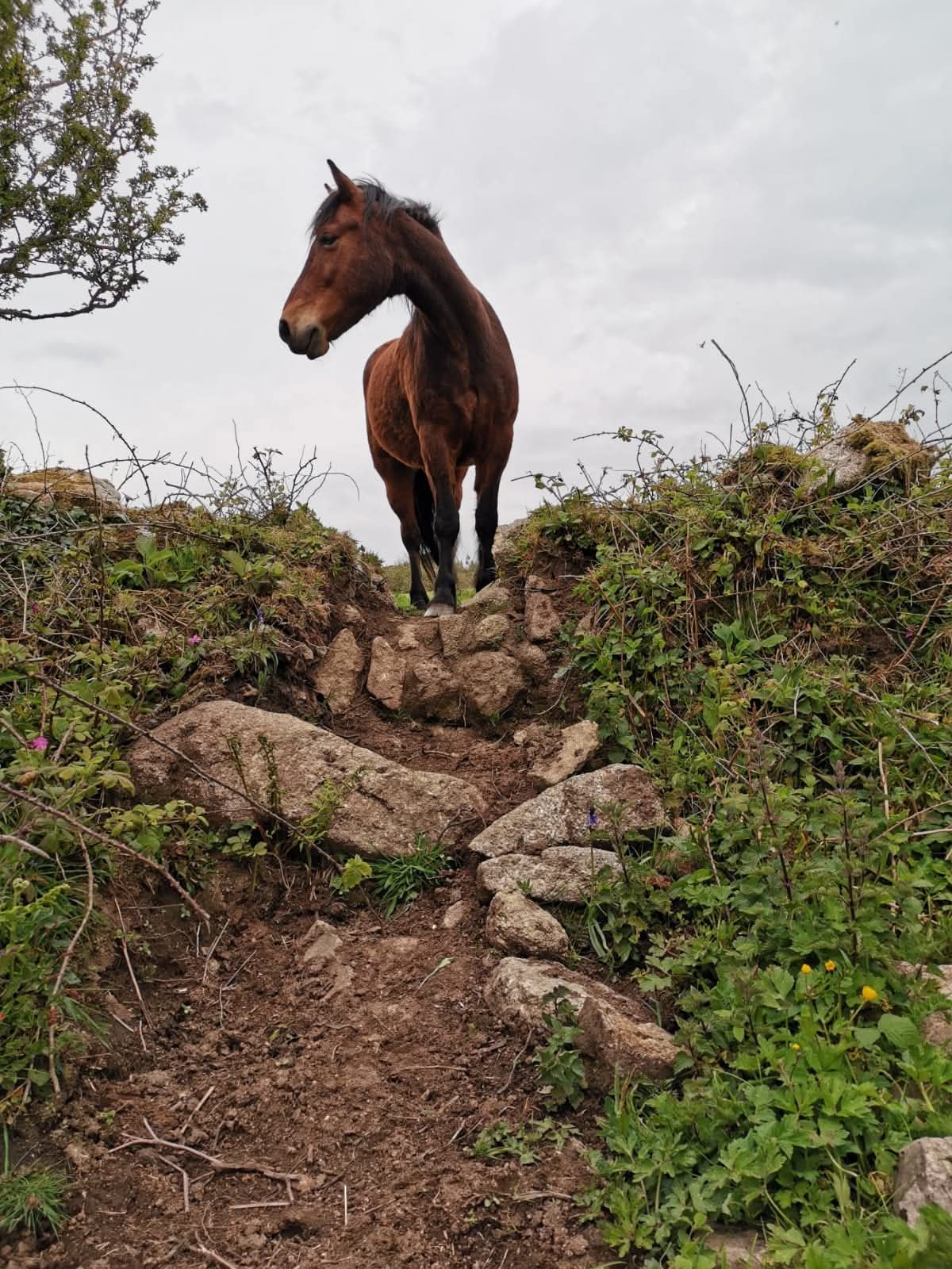 Healing with Horses